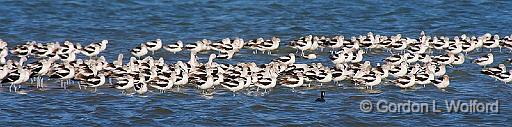 Large Flock Of Avocets_40709.jpg - American Avocet (Recurvirostra americana)Photographed along the Gulf coast near Rockport, Texas, USA.